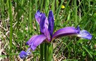 Giaggiolo susino [<i>Iris graminea</i>]