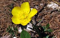 Ranuncolo di Carinzia [<i>Ranunculus carinthiacus</i>]