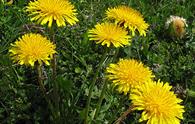 Soffione [<i>Taraxacum officinale</i>]