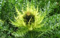 Cardo spinoso [<i>Cirsium spinosissimum</i>]