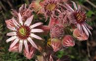 Semprevivo maggiore [<i>Sempervivum tectorum</i> o <i>Sempervivum alpinum</i>]