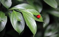 Pungitopo maggiore [<i>Ruscus hypoglossum</i>]