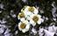 Achillea clavenae. . . Particolare dei fiori. zuccogianni@li ...