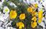 Papavero giallo (Papaver rhaeticum). . . Papavero giallo e p ...