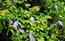 Clematis alpina. Ranuncolacea che fiorisce in giugno su cesp ...