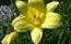 Hemerocallis lilio-asphodelus. Giglio dorato sui prati a sud ...