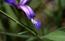 Giaggiolo susino (Iris graminea). . . davistaf@iol.it