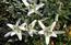 Stelle alpine. Esemplari di Leontopodium alpinum sulla crest ...