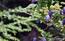 Clematide. Prime fioriture di clematide salendo alla Capanna ...
