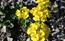 Alisso di Obir. Alyssum ovirense (Kerner)-Crucifere/Brassica ...