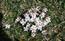 Androsace villosa. Androsace villosa - Primulaceae. . sulle  ...