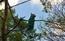 Un pavone del Parco Maria Teresa sul monte di Ragogna (16/04 ...