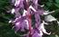 Particolare di Orchis mascula subsp. speciosa. Valle del Cor ...
