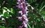 Orchis mascula subsp. speciosa, il fiore intero.Valle del Co ...