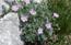 Geranium argenteum sul Cimon di Palantina
