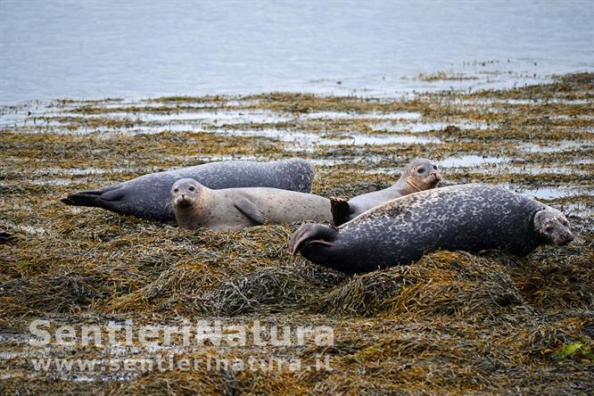 11-Gruppo di foche si riposa sulle alghe della riva