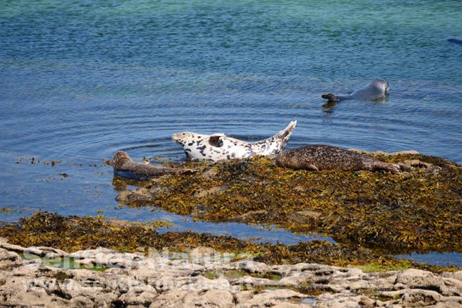 01-Le foche sulla costa di Inishmore