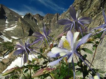 Columbine , il fiore simbolo del Colorado US