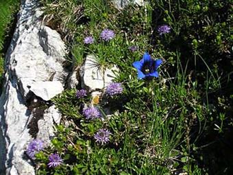 04-Lungo il vallone per la salita al Valcalda si incontrano numerose specie di flora subalpina: Genziane e globularie