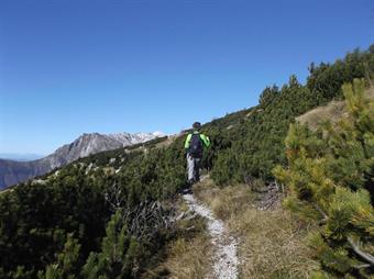 Dirigendoci verso la mole del Tolminski Migovec ritroviamo un sentiero più marcato appena entrati nella folta mugheta.