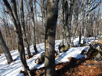 Sul tronco adiacente alcune incisioni ricordano la costante ascesa alla cima di un escursionista il 27  febbraio dal 2009 in avanti. 