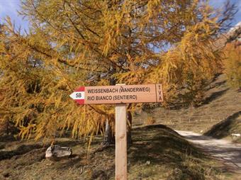 Scegliendo il ripido sentiero  percorso all'andata o la comoda carrareccia, rientriamo quindi lungamente a Weissenbach/Riobianco, concludendo l'escursione odierna.