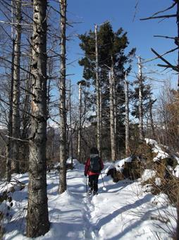 Il sentiero segnalato prosegue quindi lungo il versante opposto, rientrando nel bosco, dove sono ancora evidenti i segni del gelicidio di alcuni anni or sono.