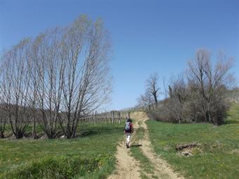 Passati sull'altra sponda, risaliamo lungamente alla volta del piccolo abitato di Barbana pri Fojani/Barbana nel Collio, seguendo sempre le indicazioni ed i bolli biancogialli.