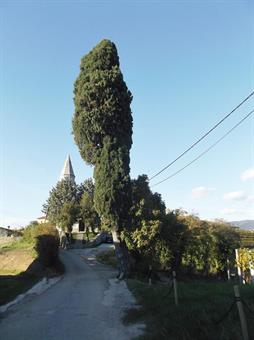 Una breve deviazione a destra ci porta alla candida Chiesetta di Marija Snežne/Madonna della Neve, con la semplice facciata ed il campanile in stile aquileiese, alla quale è legata la leggenda di una nobildonna locale.