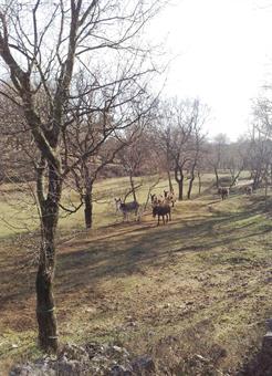 I ruderi della fattoria recentemente ripuliti dalla vegetazione infestante, sono attualmente adibiti a zona di pascolo per alcuni armenti e forniti di alcune rozze panche ed un grande pannello descrittivo dei percorsi della zona.