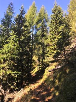 Il sentiero recentemente ripristinato dal CAI Val Comelico sul desueto tracciato della "Traversata Carnica", si inoltra nella rigogliosa pineta guadagnando subito quota.