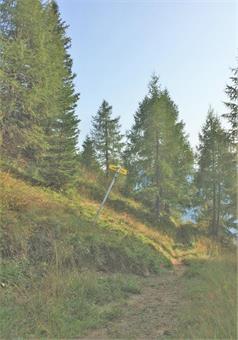 Una lunga discesa a mezzacosta con alcuni tratti fangosi riporta al bivio con l'ÖAV 7, alle pendici meridionali del Politzen.