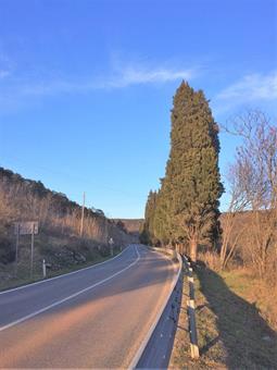 Quindi per ritornare all'auto, costeggiamo la trafficata rotabile, rimanendo sull'erboso terrapieno con i cipressi.