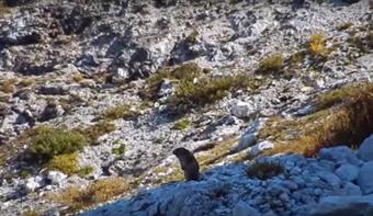 Marmotta sul monte Robon