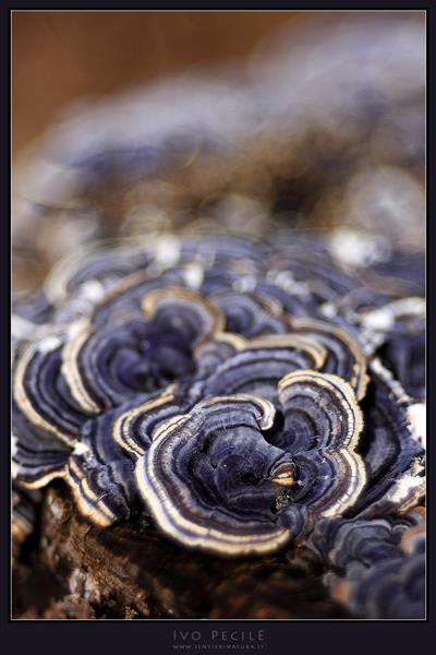 06-I funghi dei tronchi marcescenti