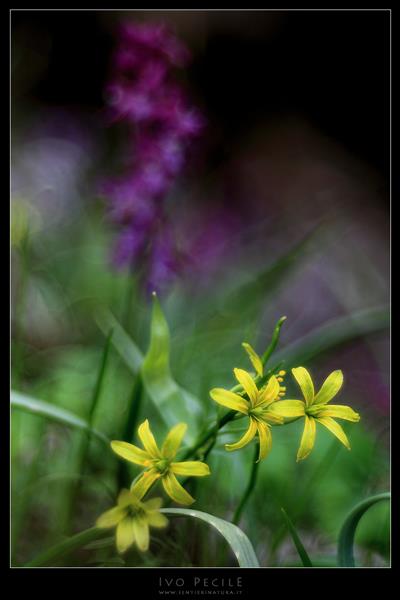 07-Il giallo e il viola nei boschi del Bernadia