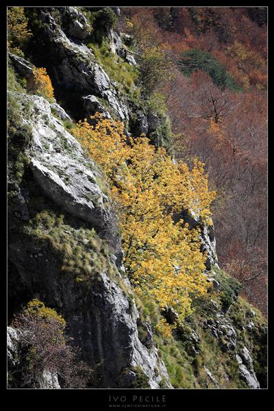 06-Autunno sul monte Amaro