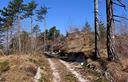 06-Rado bosco di pino nero lungo il sentiero CAI n.632