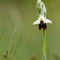marco.celegato - Ophrys holosericea