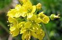 01-Draba gialla, particolare dei fiori