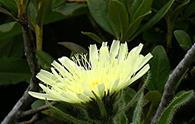 Geracio [<i>Schlagintweitia intybacea</i>]<!-- Hieracium intybaceum-->
