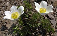 Anemone alpino [<i>Pulsatilla alpina</i>, <i>Pulsatilla alba</i>]