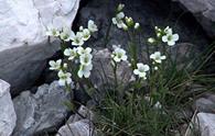 Drabe a fiori bianchi [<i>Draba dubia, Draba siliquosa, Draba tomentosa</i>]