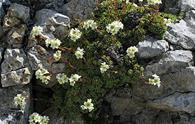 Sassifraga alpina [<i>Saxifraga paniculata</i>]