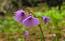 Soldanella (Soldanella alpina). Tipica fioritura allo sciogl ...