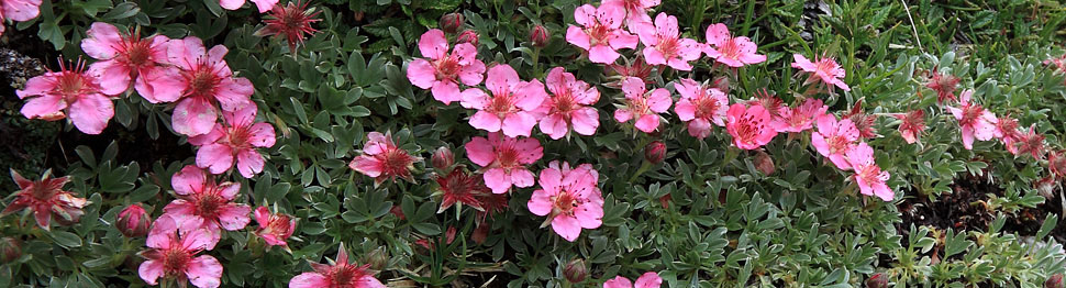 Potentilla rosea a passo Croce