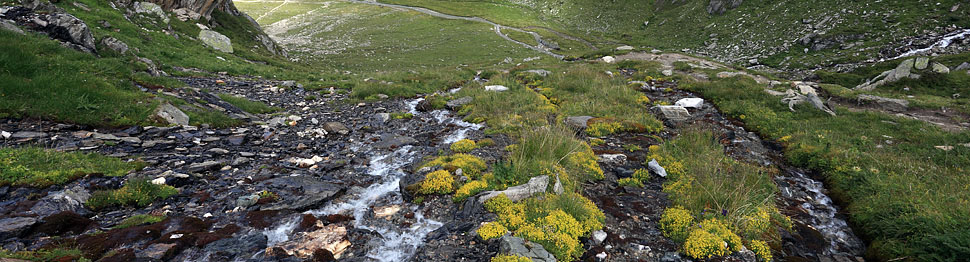 Sassifraghe gialle lungo la valle del Vento