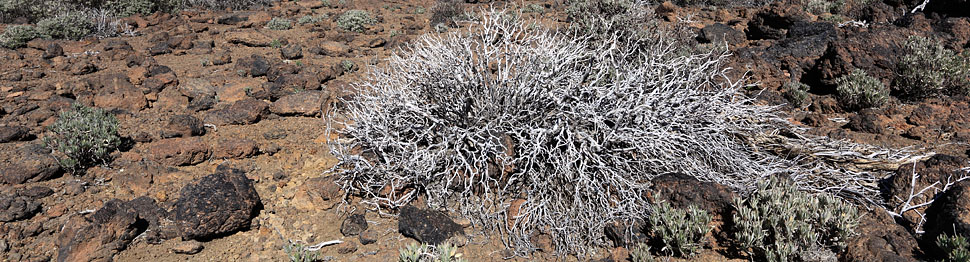 Arbusti secchi lungo la passeggiata delle Roques de Garcia