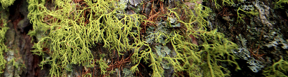 Licheni su corteccia di larice