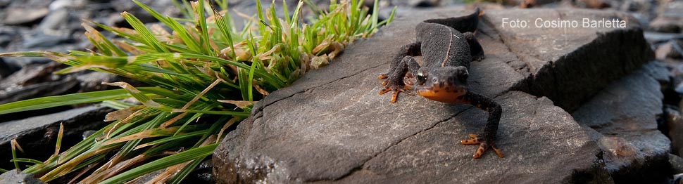 BARLETTA COSIMO Triturus cristatus carnifex in fase terricola 